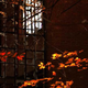 Illustration for article titled Shooting Challenge Fall Leaves Gallery 6